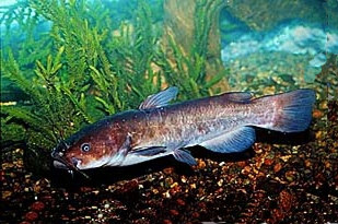 Sumik karłowaty - (Ameiurus nebulosus) - Brown bullhead