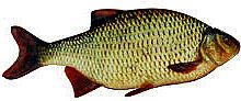 WZDRĘGA