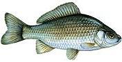 Karaś