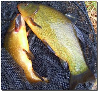 Lin (Tinca tinca) - Tench