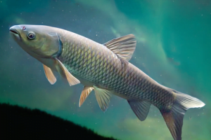 Amur biały: Ryba z Rodziny Karpiowatych
