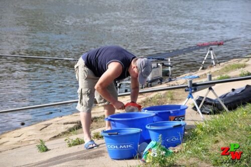 Krab Wełnistoszczypcy – Eriocheir sinensis