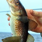 Dorsz z&nbsp;Bałtyku