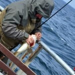 Wyczepianie dorsza po&nbsp;złowieniu