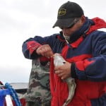 Wyczepianie złowionego dorsza