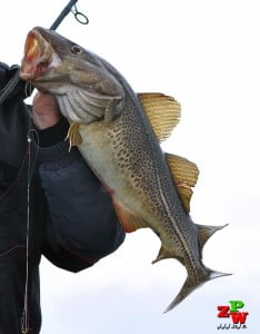 FAO 28 Morze Bałtyckie – Wykaz Ryb