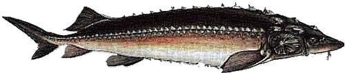 Jesiotr Rosyjski (Acipenser gueldenstaedti)