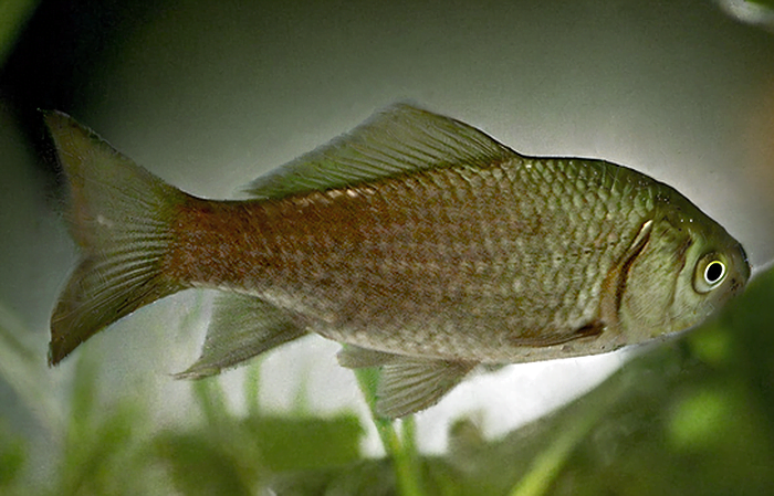 Karaś złocisty (carassius carassius)Crucian Carp