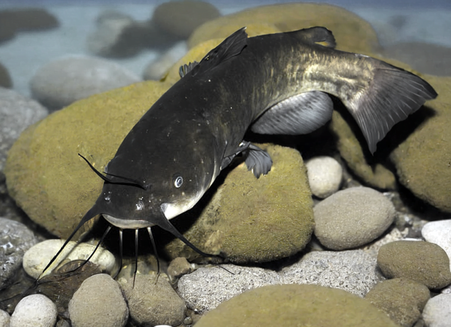 Sumik kanadyjski - kolczak