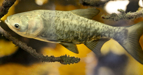 Czysta Odra. Zarybianie Odry Szczupakiem-Sukces Akcji