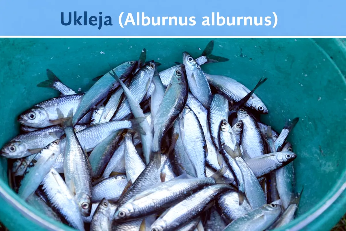 Ukleja (Alburnus alburnus)