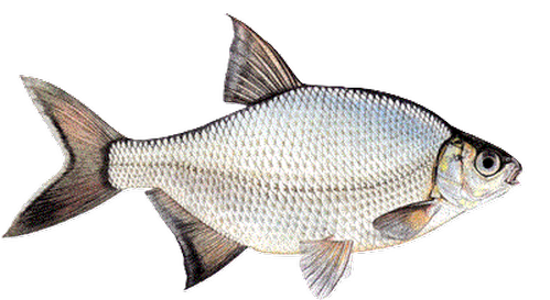 Krąp (Blicca bjoerkna): Ryba o Wielu Aspektach
