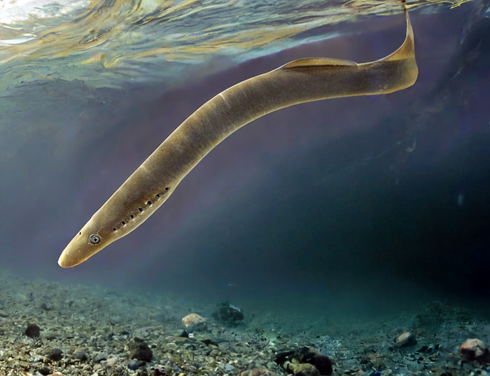 Biologia i Ekologia Minoga Rzecznego (Lampetra fluviatilis)