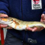 Dorsz z&nbsp;plamami na&nbsp;ciele