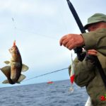 Na przywieszkę chwycił sie mały dorszyk