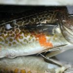 Plamy chemiczne na&nbsp;ciele dorsza