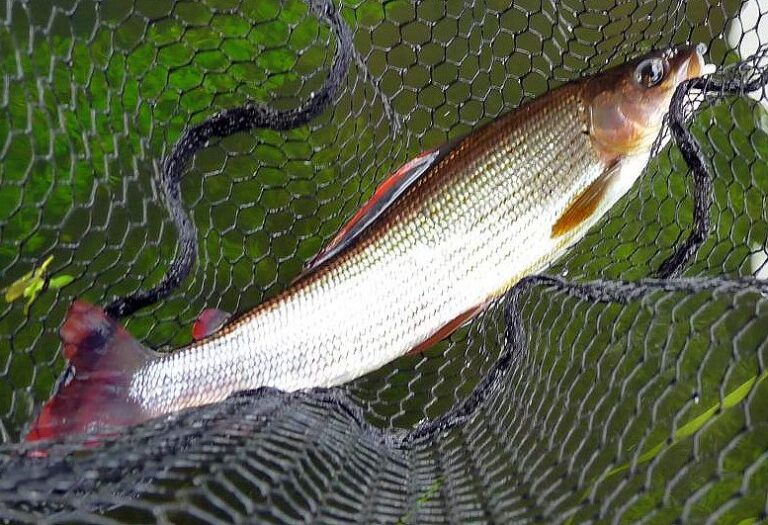 Zezwolenie rzeka Wieprza