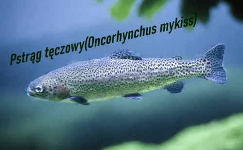 Ultimate Fishing Simulator – na&nbsp;wirtualne ryby wędruj z&nbsp;nami