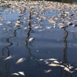 Rzeka Odra – wędkarskie dygresje