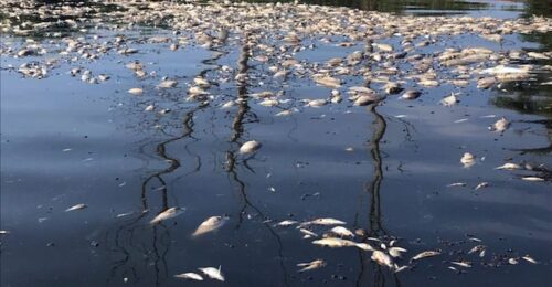 Życzenia Świąteczne i&nbsp;Noworoczne 2024-2025