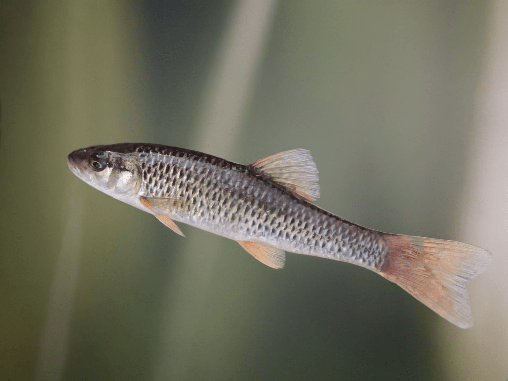 Pseudorasbora parva