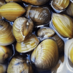 Małże z rodzaju Corbicula