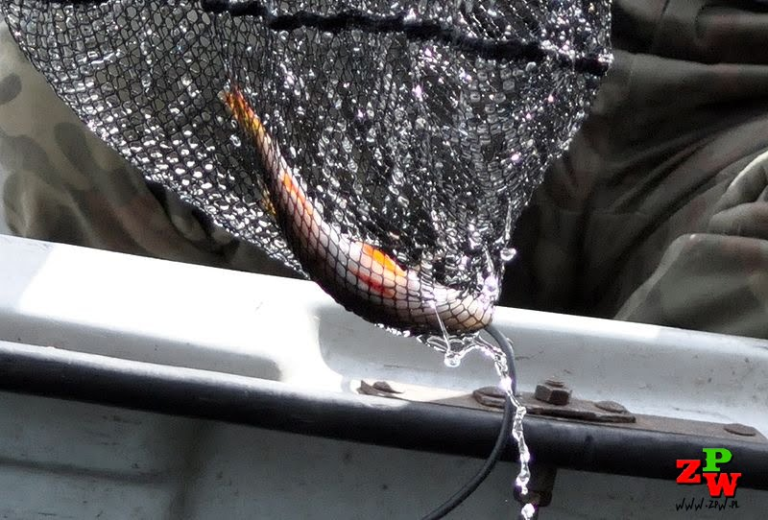 Zezwolenie Przedsiębiorstwo Rybackie Szczecinek