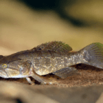 Perccottus glenii (trawianka)