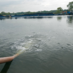 Zarybianie rzeki Odry