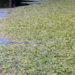 Chwasty zabijają wodę