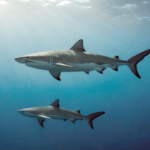 Jak łowca stał się ofiarą: Najgroźniejsze ryby na świecie