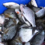 SR Regalica Zezwolenie