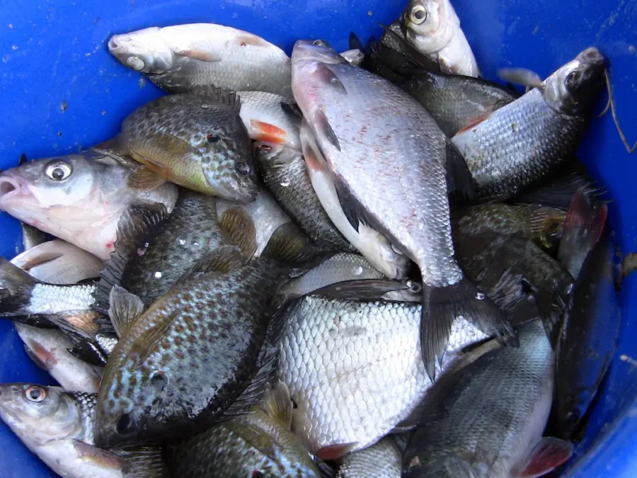 SR Regalica Zezwolenie