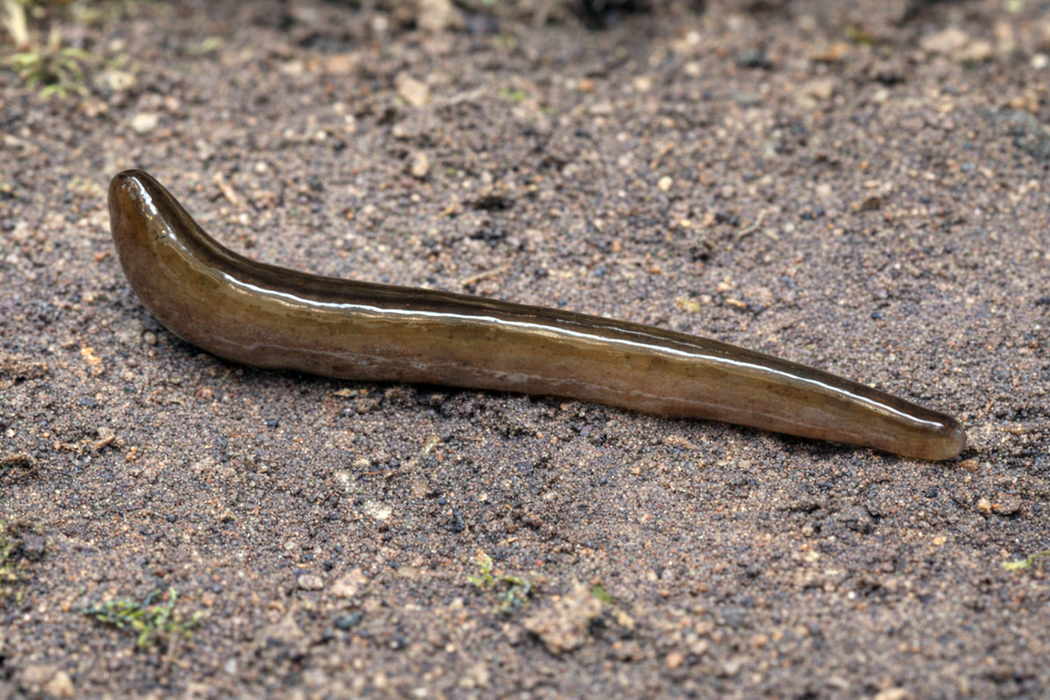 Inwazyjne płazińce Obama nungara i&nbsp;Caenoplana variegata