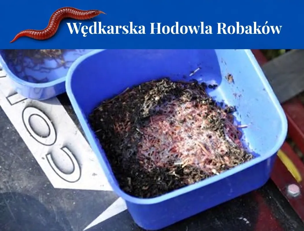 Hodowla Robaków