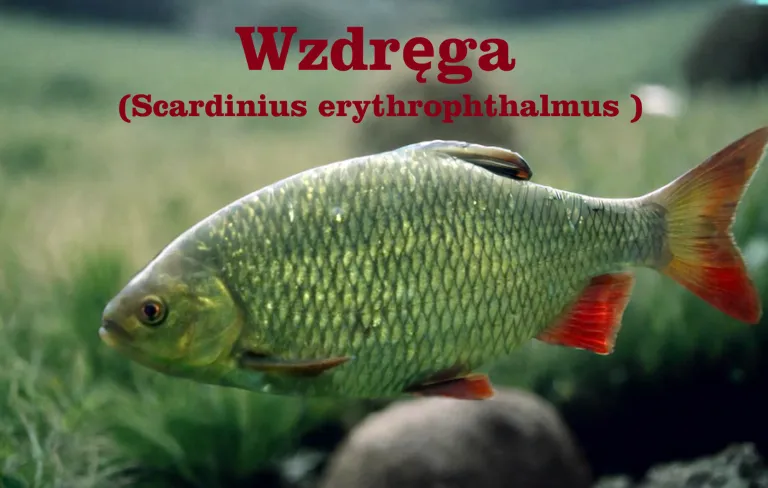 Wzdręga - (Scardinius erythrophthalmus )