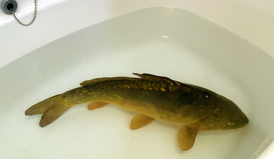 Wigilijny karp w&nbsp;zbiorniku z&nbsp;napowietrzaniem
