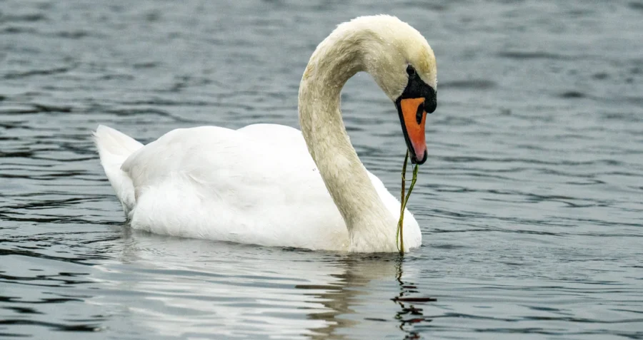 Łabędź z połkniętą żyłką wędkarską 