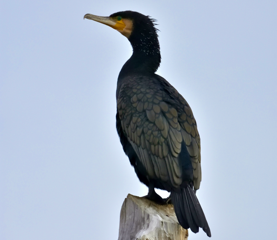 Kormoran Polski