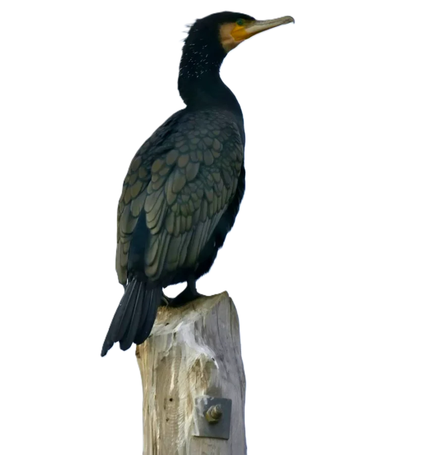 Kormoran