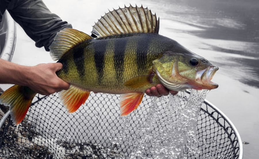 Dolna Odra SR Regalica - zezwolenie