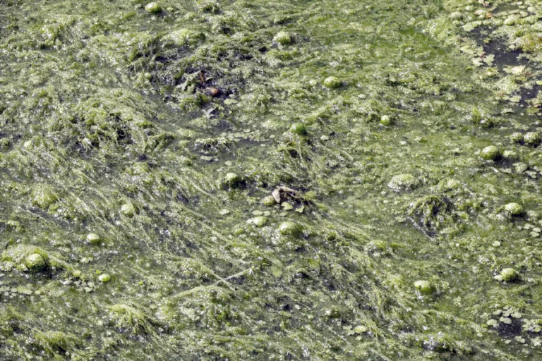 Zwalczanie glonów: zakwit wody i rzęsa na powierzchni stawu