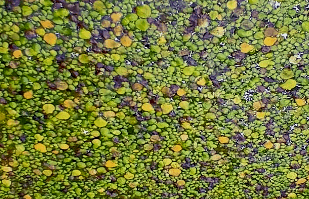 Zwalczanie glonów: zakwit wody i rzęsa na powierzchni stawu