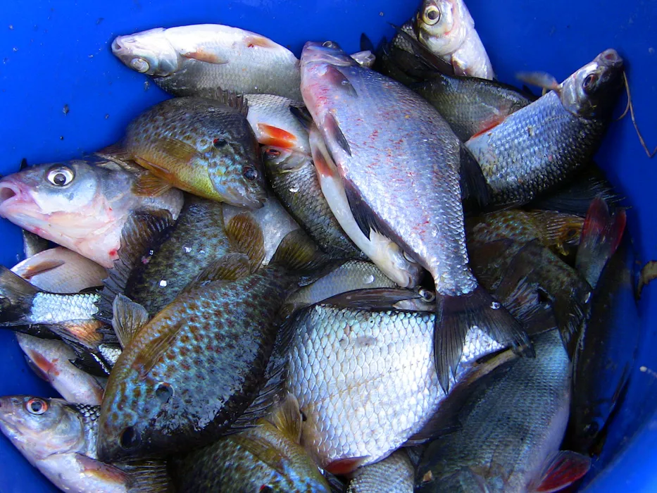 Rybna inwazja. Niewidoczni intruzi w polskich wodach