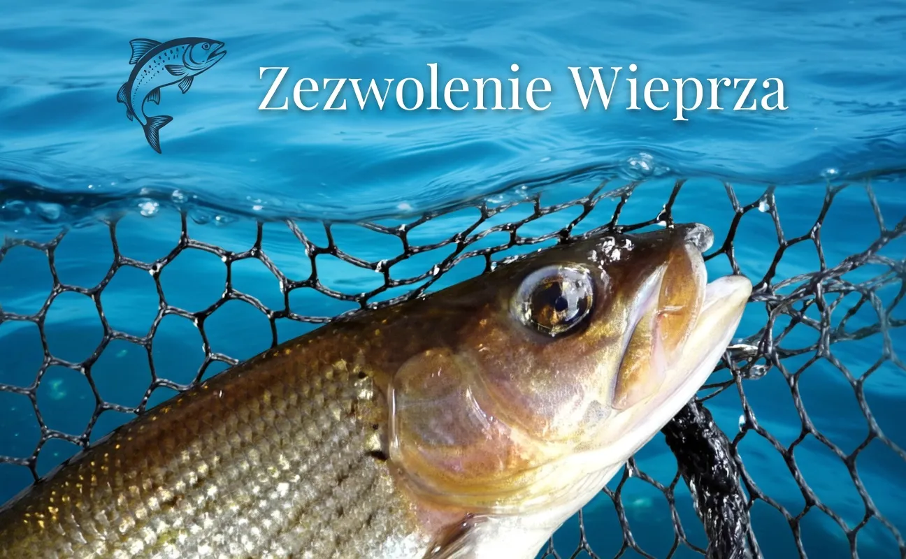 Zezwolenie rzeka Wieprza